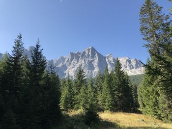 Scenic view of pine trees against clear blue sky