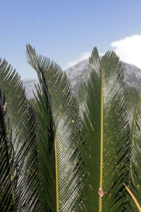 Close-up of palm leaf