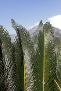 Close-up of palm leaf