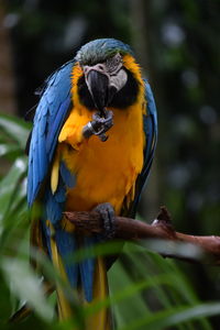 Close-up of a bird perching on branch