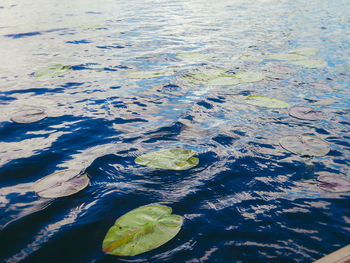 High angle view of leaf floating on water