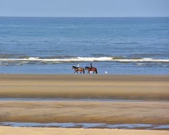 View of horse on beach