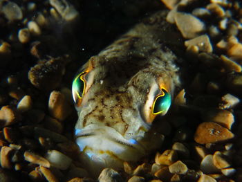 Close-up of fish swimming in sea