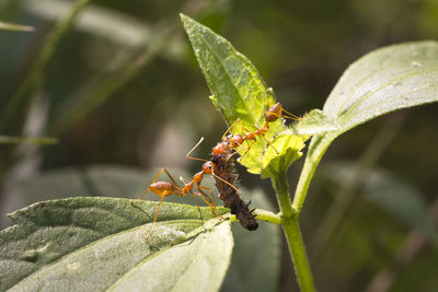 Close-up of fire ants hunting caterpillar on plant