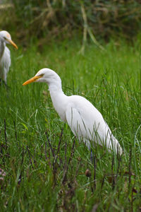 White duck in a field