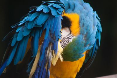 Close-up of blue parrot