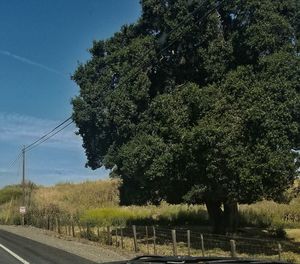 Trees on field