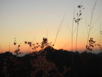 Silhouette plants on field against sky during sunset