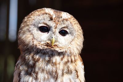 Close-up portrait of an owl