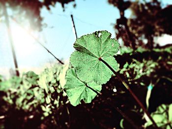 Close-up of fresh green leaf against sky