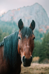 Close-up of horse standing on field