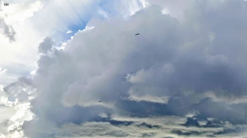 Low angle view of birds flying against sky