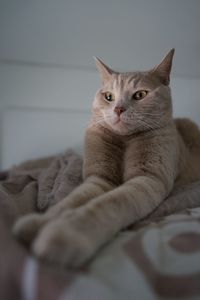 Portrait of cat relaxing on bed at home