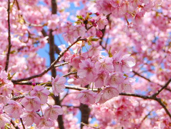 Low angle view of cherry blossom