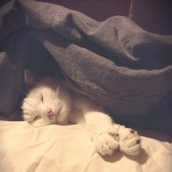 Cat sleeping on bed