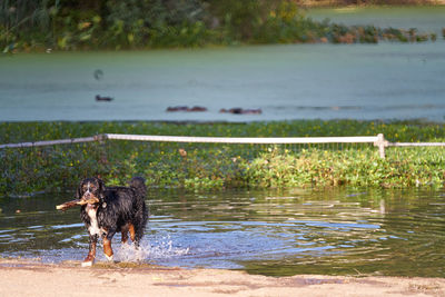 Dog in pond