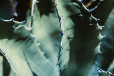 Close-up of ice cream on plant