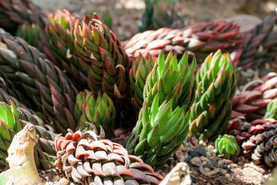 Full frame shot of pine cones