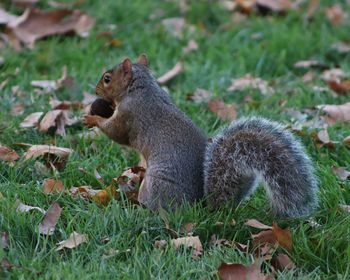 Squirrel on field