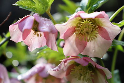 Close-up of pink flowering plant