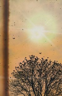 Low angle view of silhouette tree against sky during sunset