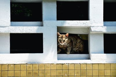 Portrait of cat sitting in window