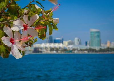 Close-up of flower tree against sea in city