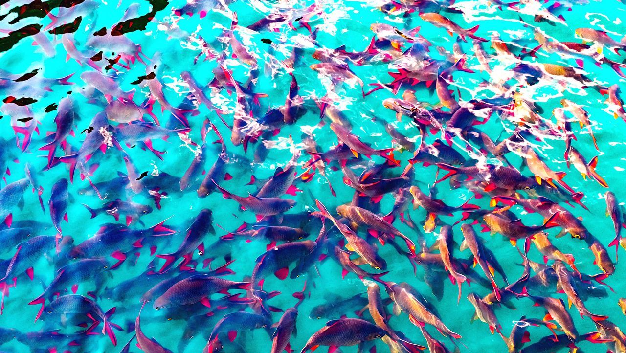 large group of animals, fish, animal themes, school of fish, multi colored, animals in the wild, no people, undersea, sea life, day, nature, backgrounds, close-up, outdoors, beauty in nature, water