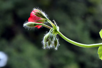 Close-up of flower buds