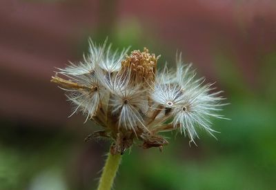 Close-up of thistle