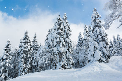 Snow covered pine trees against sky