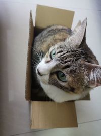 Close-up portrait of a cat