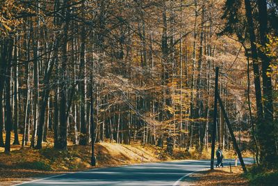 Road amidst trees in forest during autumn