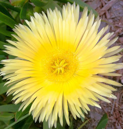 Close-up of yellow flower