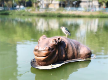 View of a horse in lake