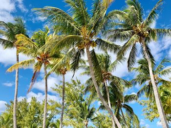 Low angle view of palm trees against sky
