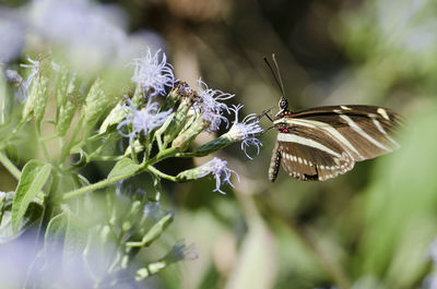 Close-up of butterfly pollinating on purple flower