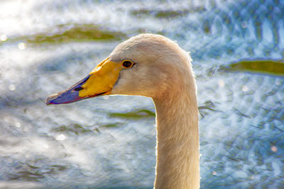 Close-up of a duck