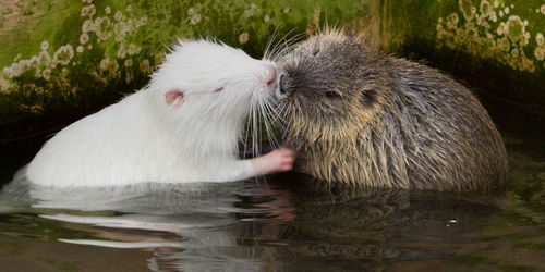 Close-up of rats in pond