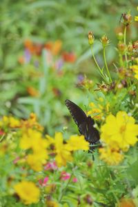 Close-up of butterfly pollinating on yellow flowers