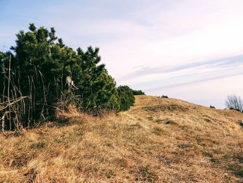 Trees on field against sky