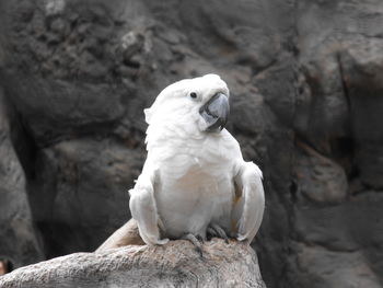 Close-up of parrot perching on rock