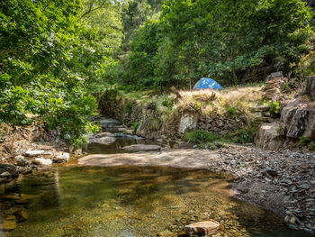 Rear view of person by river in forest