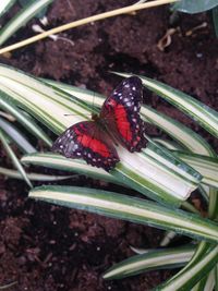 Close-up of butterfly on plant