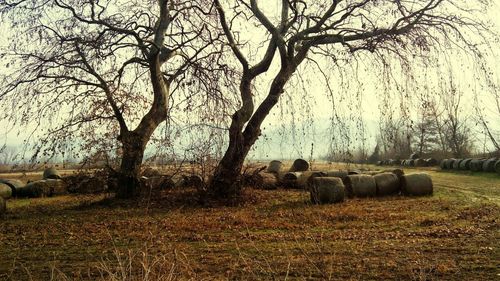 Bare trees on grassy field