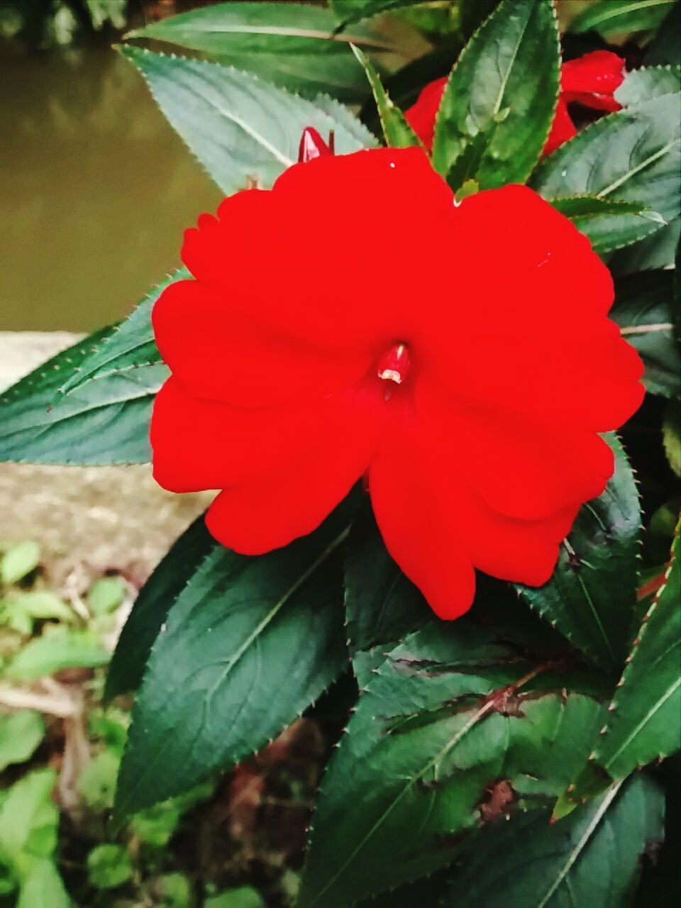 red, leaf, flower, growth, petal, freshness, plant, close-up, flower head, beauty in nature, focus on foreground, fragility, nature, single flower, blooming, green color, day, outdoors, sunlight, no people