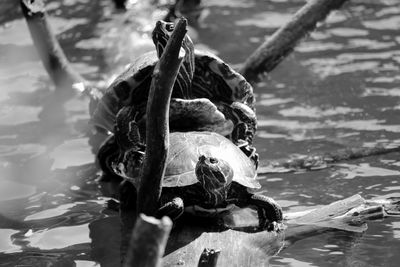 Close-up of turtles mating in lake