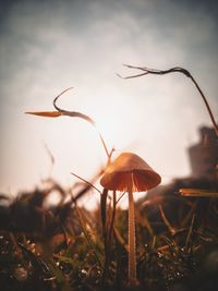 Close-up of wilted flower on field against sky during sunset