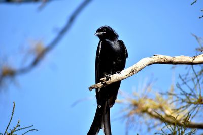 Low angle view of bird perching on a tree