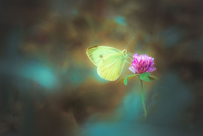 Close-up of butterfly on pink flower